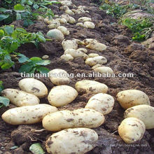 Fresh Holland Potato